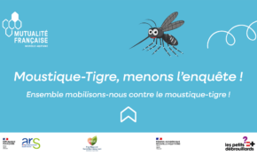 Moustique Tigre
